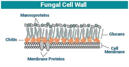 fungal cell wall