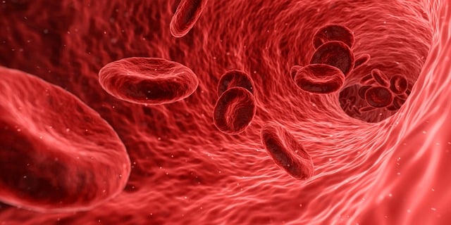 Blood cells traveling in the blood vessels in a healthy individual  