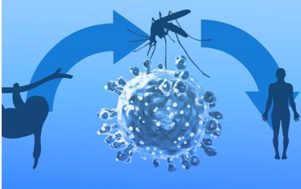 Oropouche virus or sloth fever takes control of the host's body once it reaches the bloodstream