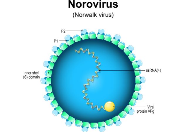 Structure of Norovirus or winter vomiting bug