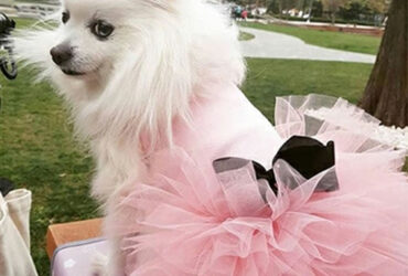 RTW - NECK PAD - UNIV - SMALL / MEDIUM - ORGANIC COTTON & SPANDEX / IVORY