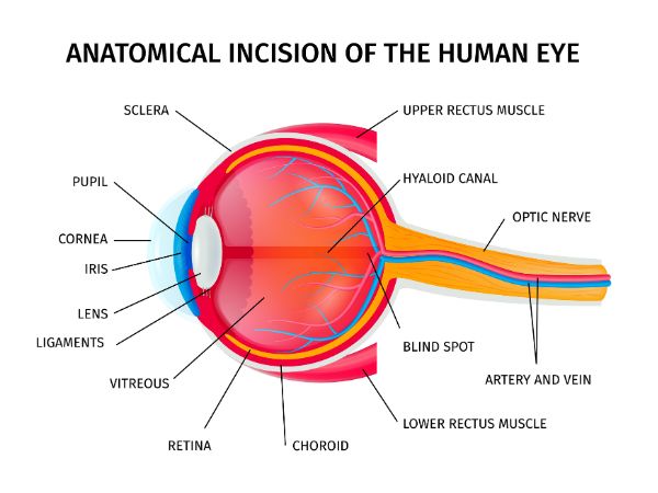 Normal appearance of the human eye during fundoscopy indicates the absence of any disease